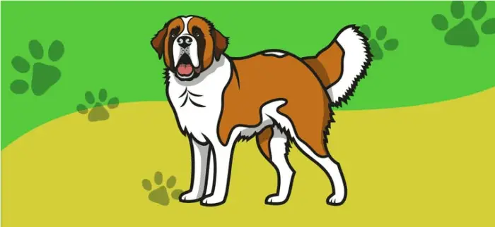 Name the Dog breed! Quiz Answers